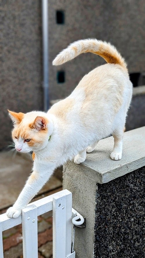 light orange and white stretching kitty in Reykjavik 