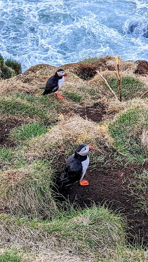 two puffins standing on a cliff close to crashing waves in north east iceland an hour from the ring road and close to alfheimar hotel