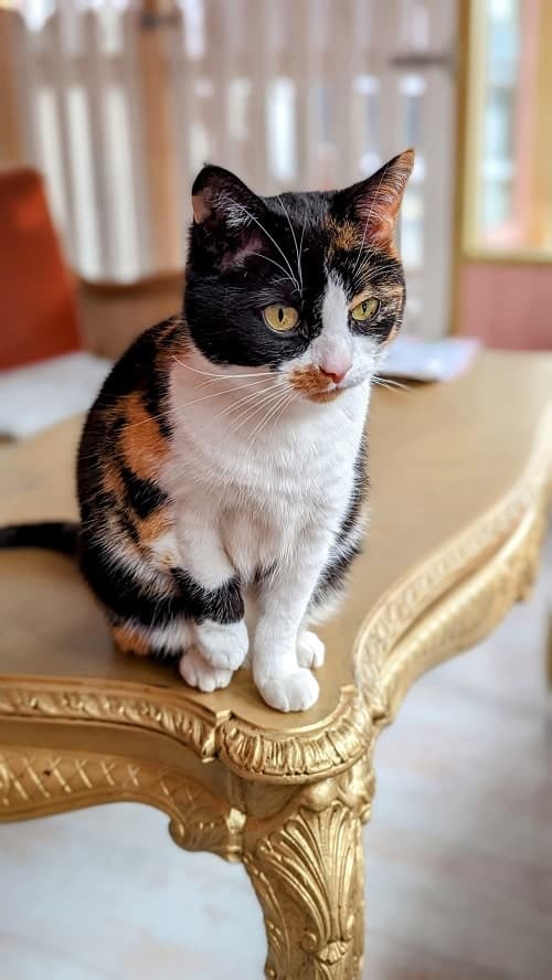 calico kitty sitting on the edge of a table at the cat cafe in reykjavik