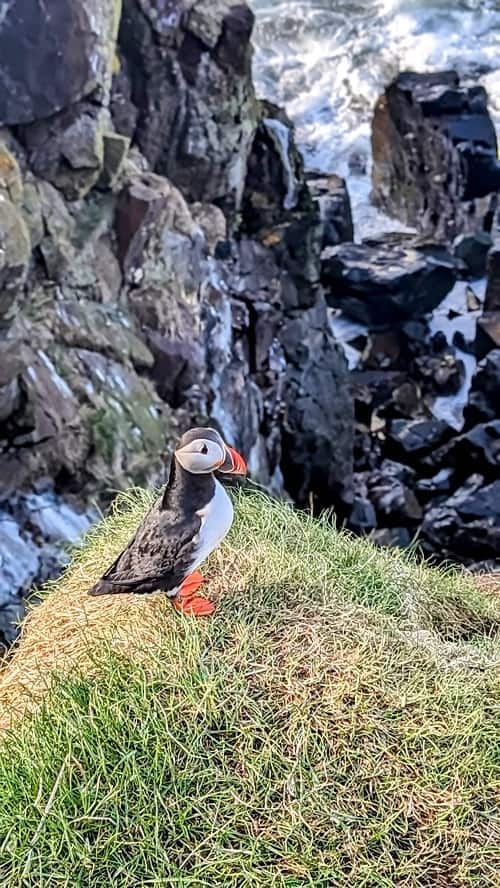 a single puffin on a cliff at the puffin marina in eastern iceland an hour from the ring road and close to alfheimar hotel