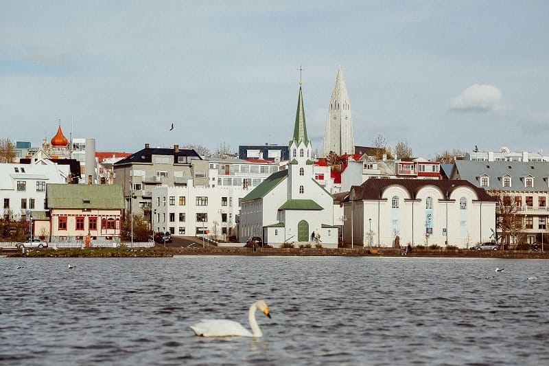 reykjavik taken from the water with white and colorful town buildings in the background and a single swan in the foreground