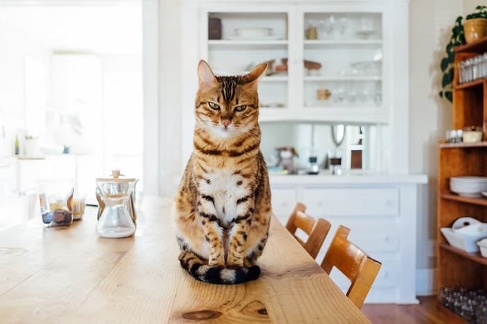 tabby cat sitting on a kitchen table