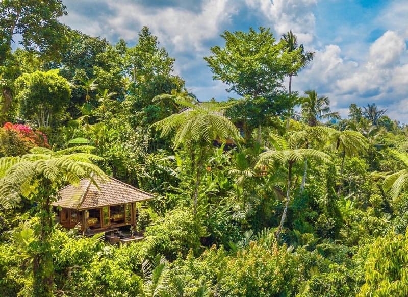 a small eco treehouse tucked in the jungle in bali at the vegan-friendly resort Sarinbuana Eco Lodge