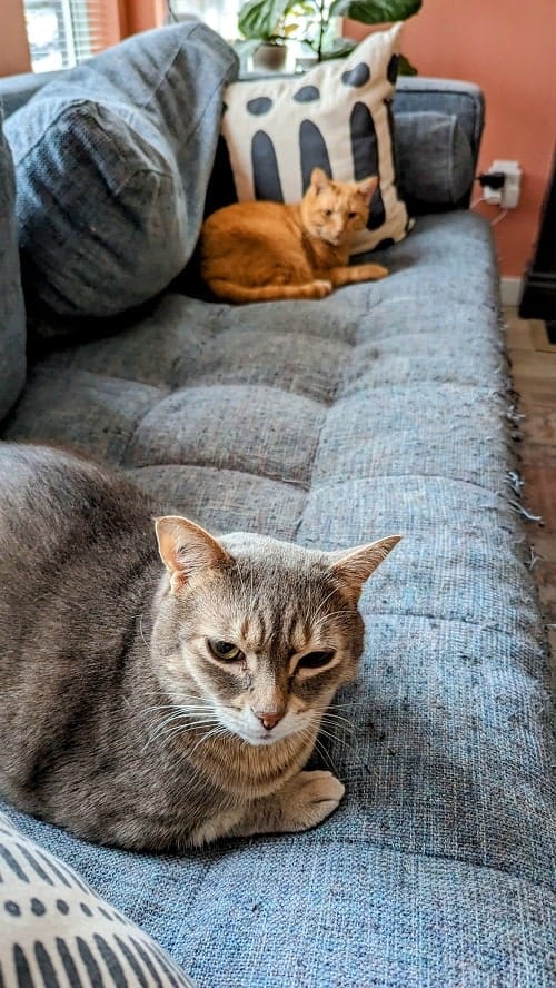 pet sitting two cats in vancouver using trustedhousesitters 