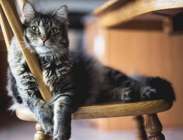 long haired tabby cat sitting on a wooden kitchen chair