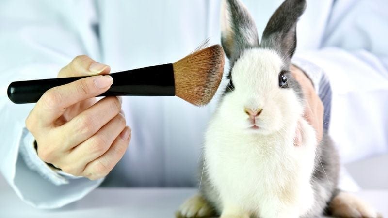 a person with a makeup brush next to a bunny's face signifying animal testing