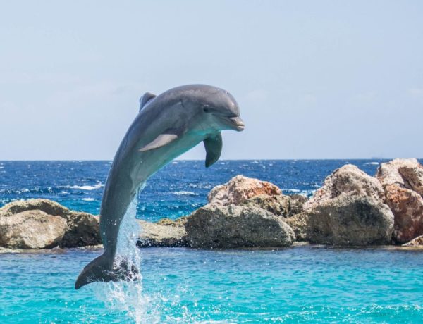 a single dolphin jumping out of the blue ocean with rocks in the background