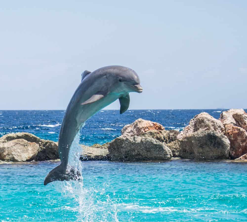 a single dolphin jumping out of the blue ocean with rocks in the background