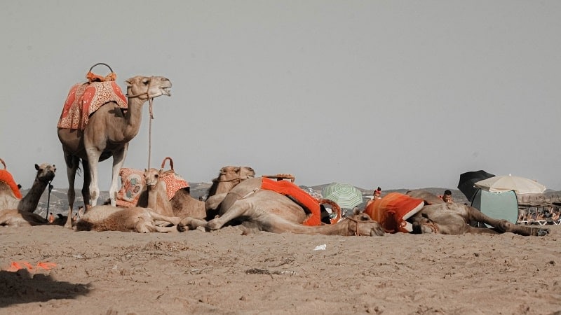 camels laying down in the desert sand under the hot sun in morocco