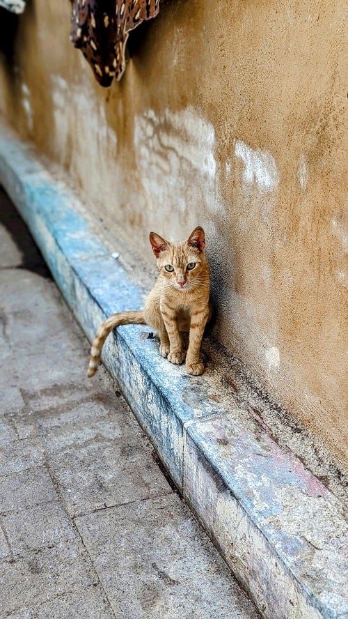an orange cat sitting on a cement block on the side of a medina alleyway in fes morocco