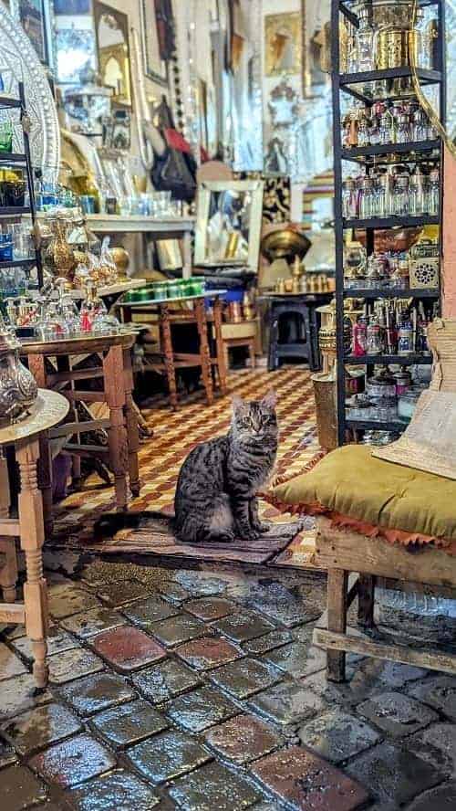 a longhair tabby cat sitting in the entrance to a store with small gifts and handicrafts in morocco