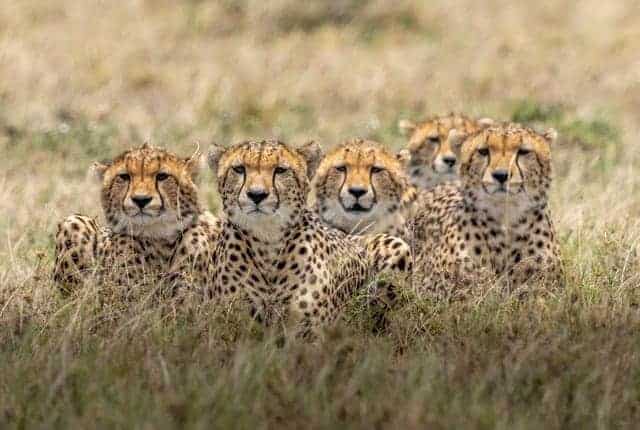 a pack of cheetahs snuggled up together in the tall grasses in africa