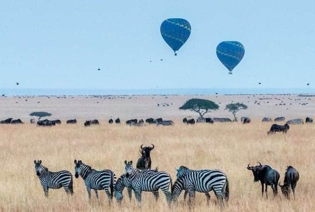 zebras grazing in the african savanah while a blue hot air balloon glides above them