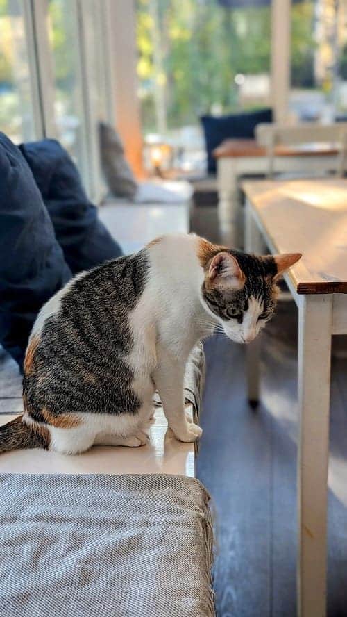 a grey, white. and orange kitty sitting on a bench at katers kook cat cafe in hamburg