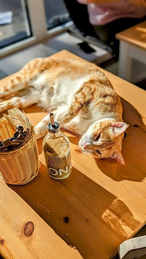 an orange and white tabby cat stretched out on a table in the sunshine at the vegan cat cafe katers kook in hamburg