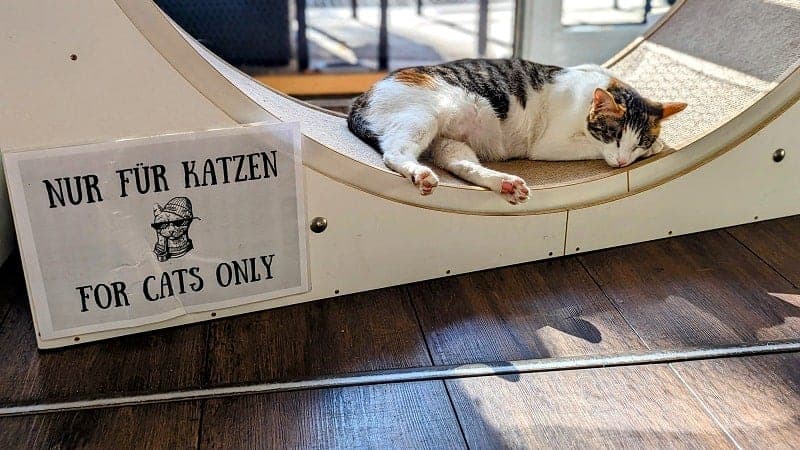 a cat sleeping on a cat exercise wheel that has a sign that reads for cats only at the katers kook cat cafe in hamburg