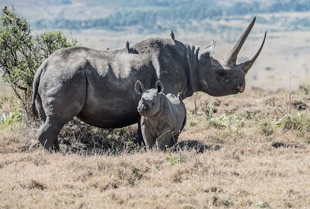 a mother rhino with her baby standing in the dusty grass and sun in the african savanah