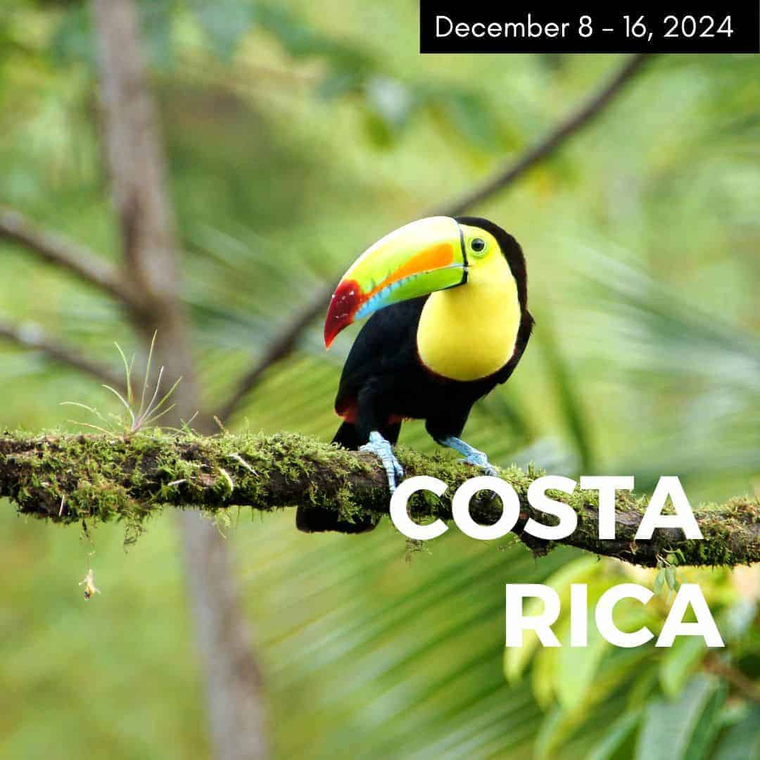 promotional ad with a colorful toucan for a vegan tour to costa rica