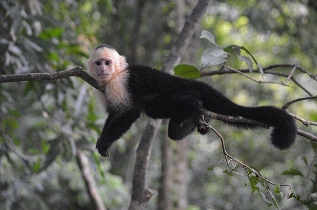 a white faced capuchin monkey hanging in a tree in costa rica