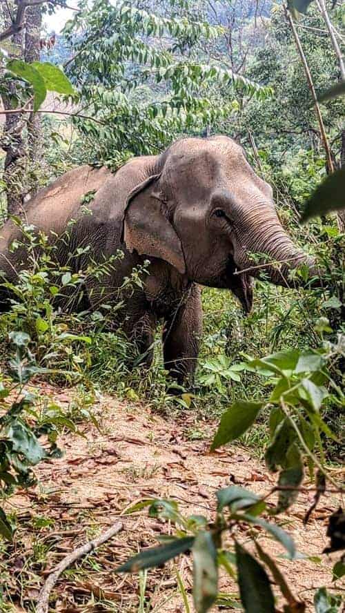 an asian elephant eating leaves in the jungle in chiang mai