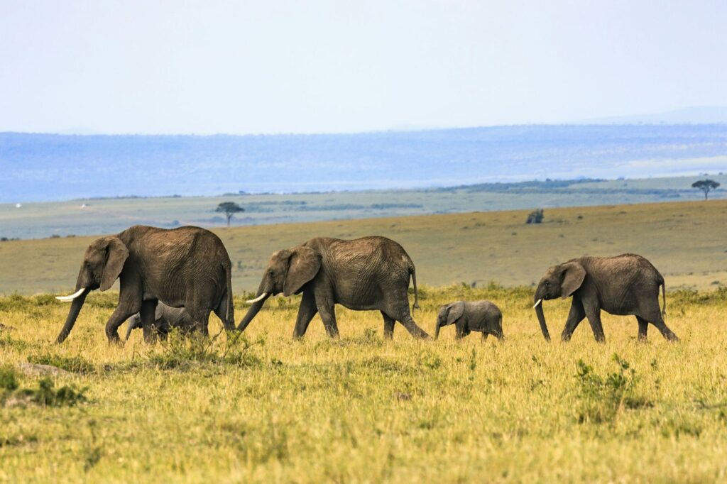 a pack of elephants with one baby elephant traversing the grassy african savannah 