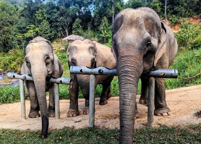 three elephants standing together at the elephant sanctuary chang chill in thailand