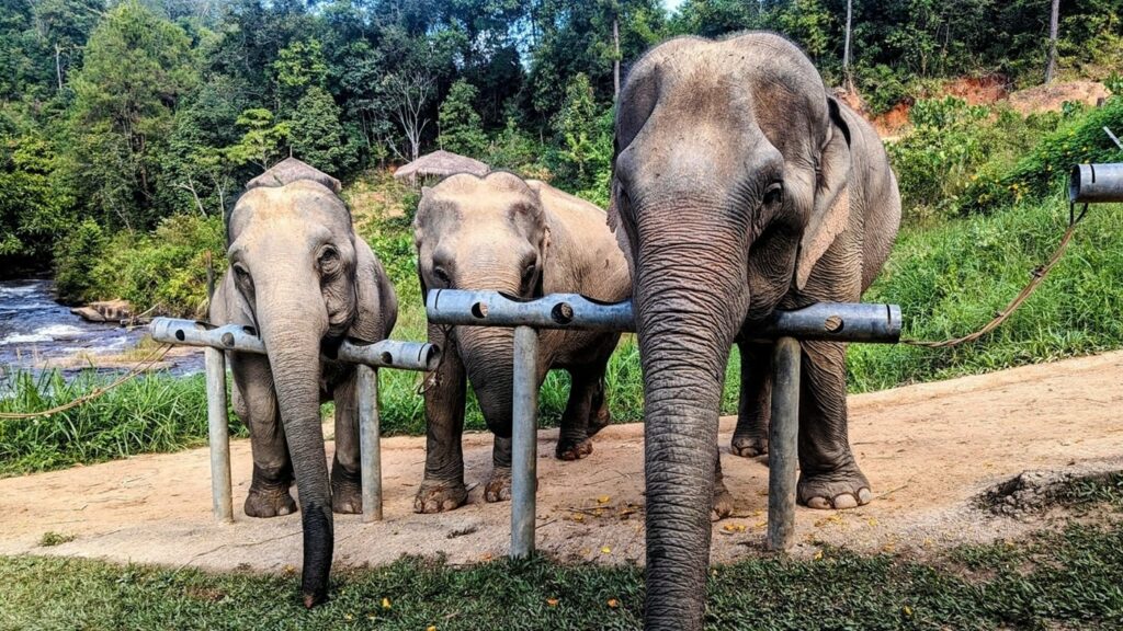 three gray elephants standing at a snack feeder in thailand