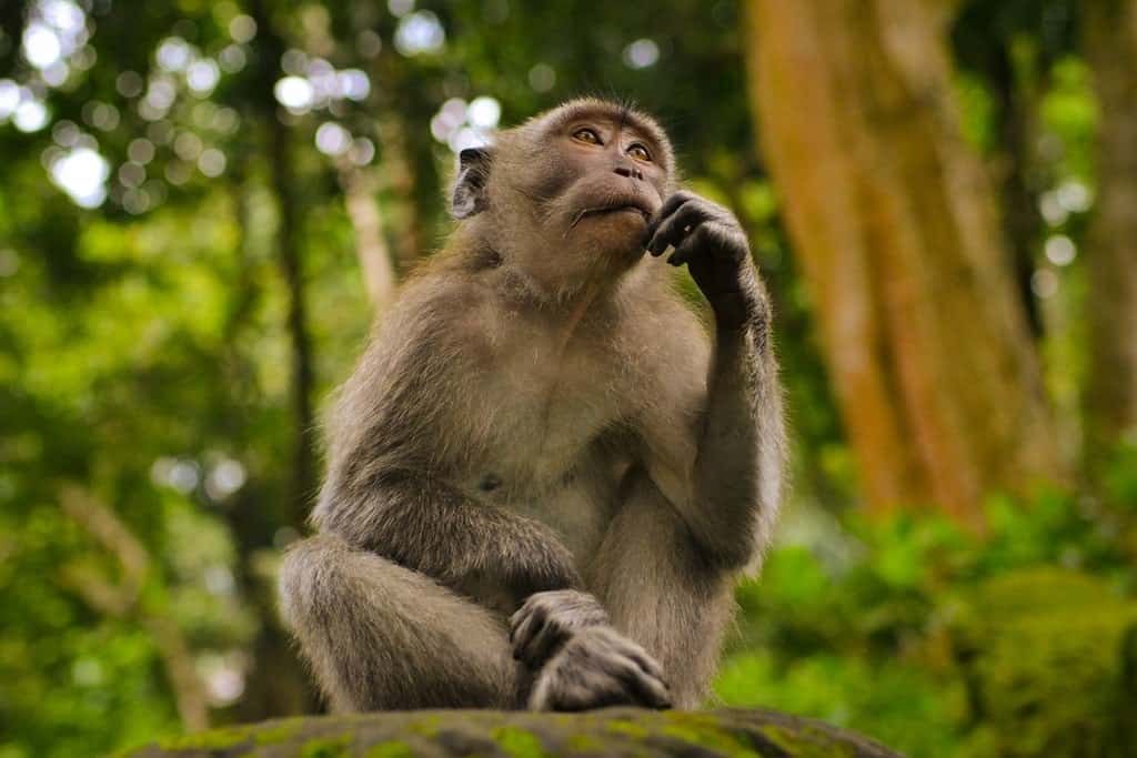 a single monkey sitting by itself putting food into its mouth in the jungle