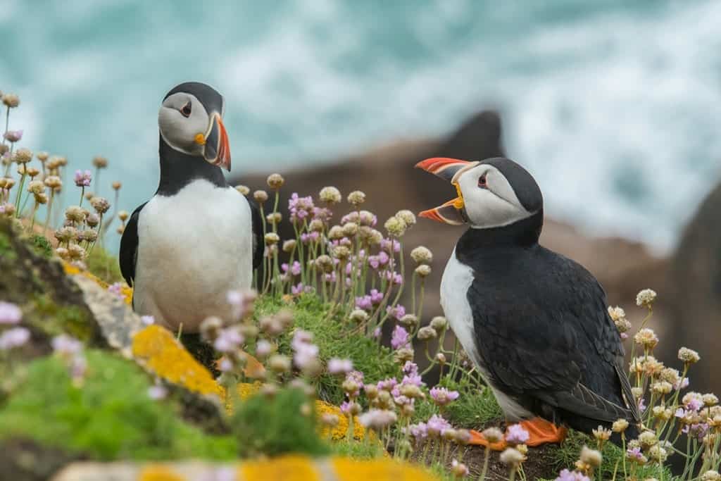 two puffins standing amongst wild flowers on the coast of ireland
