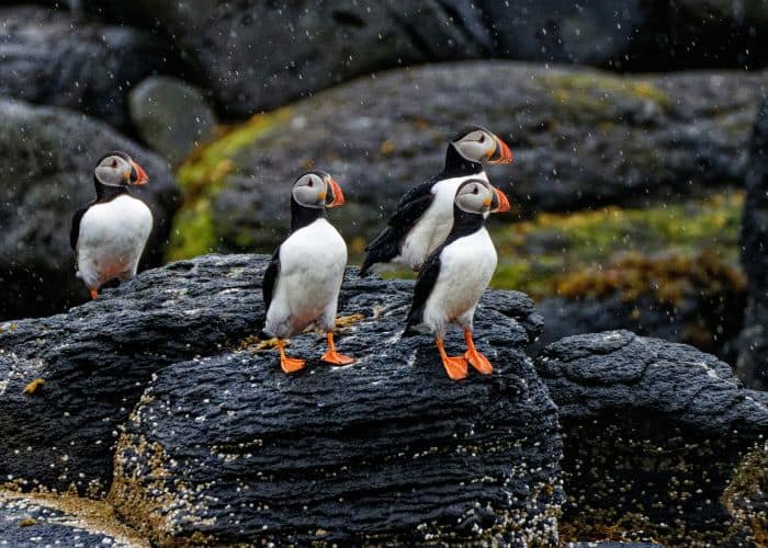 four puffins standing on a black rock while being splashed from the ocean in iceland