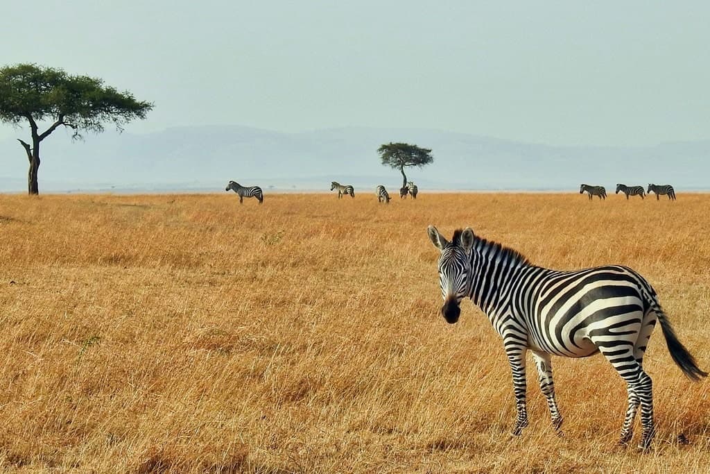 a single zebra away from the pack in the golden grass of the savannah in africa