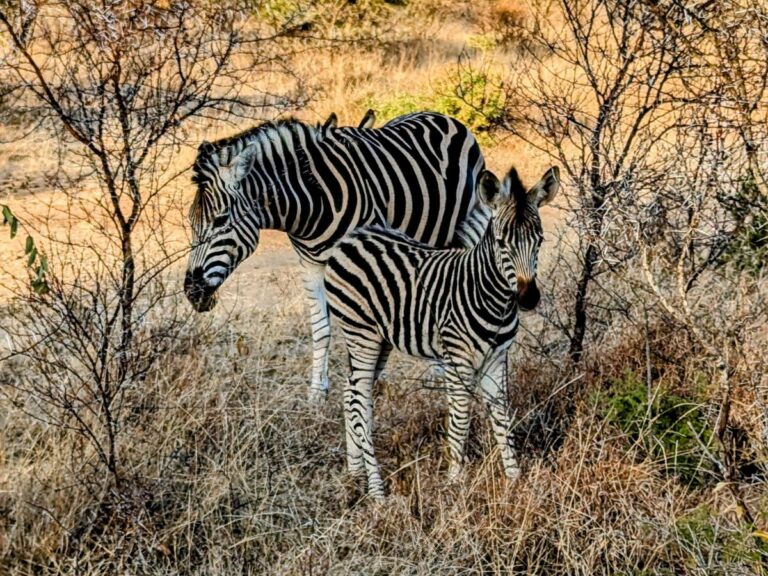 a mom zebra with its baby standing between two small trees in the bush in kruger national park south africa