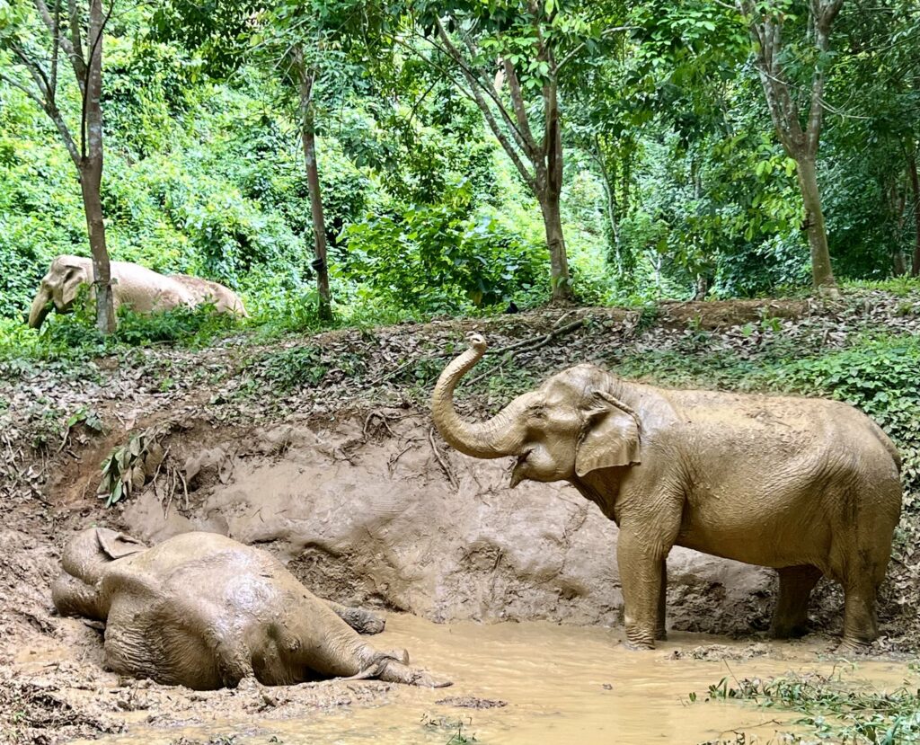 two elephants playing in the mud in the middle of a forest at boon lotts ethical elephant sanctuary in thailand