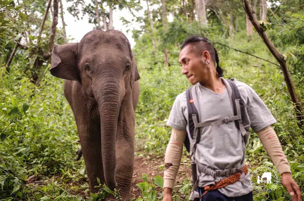 an elephant mahout in front of a large gray elephant in the forest at kindred elephant sanctuary in thailand