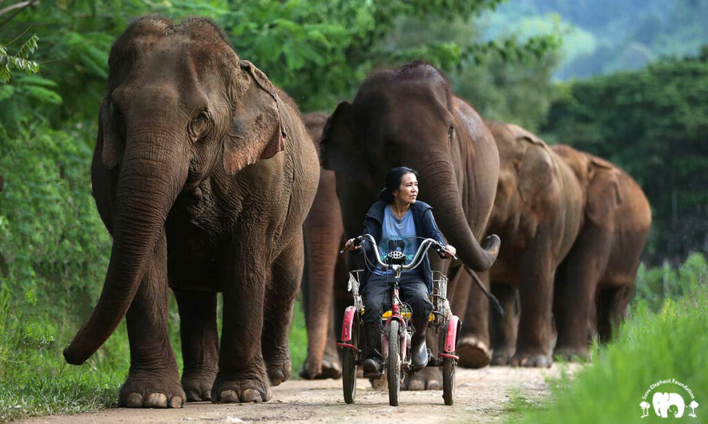 founder of elephant nature park, riding a bike in front of a pack of elephants in thailand