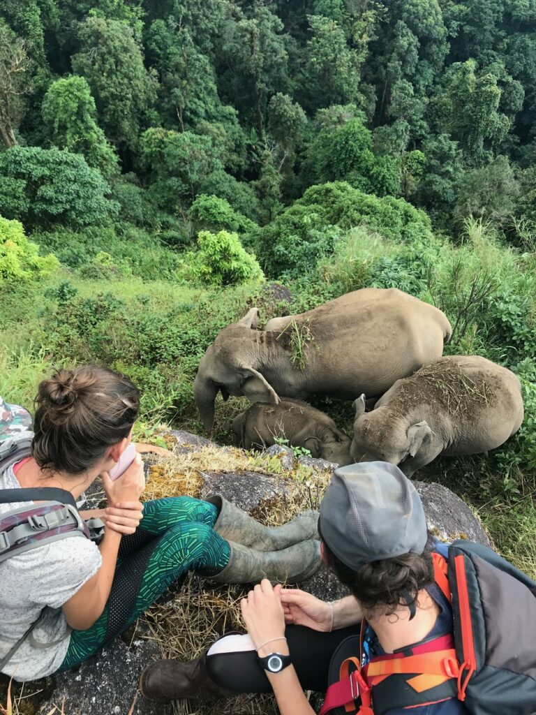 two people watching elephants from high above as they eat in a forest in thailand