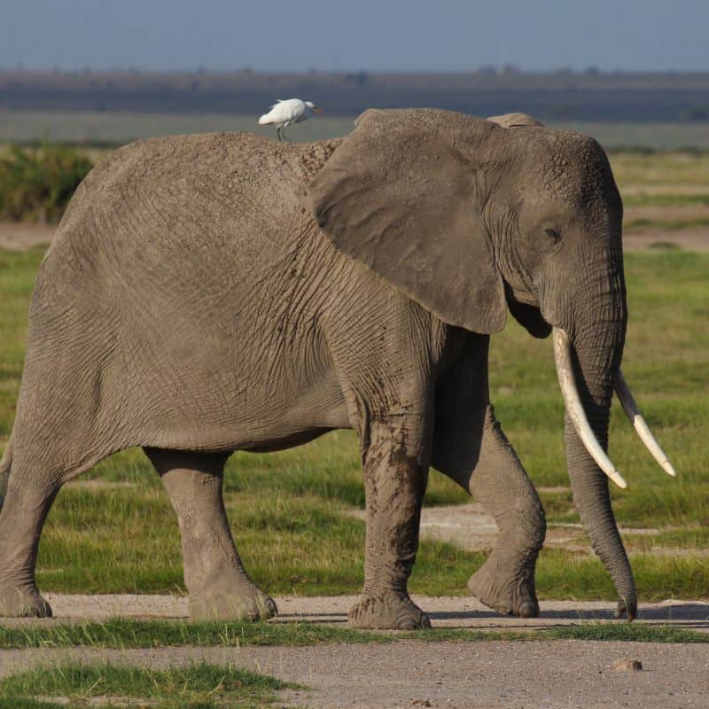 a single white bird riding on the back of a gray elephant