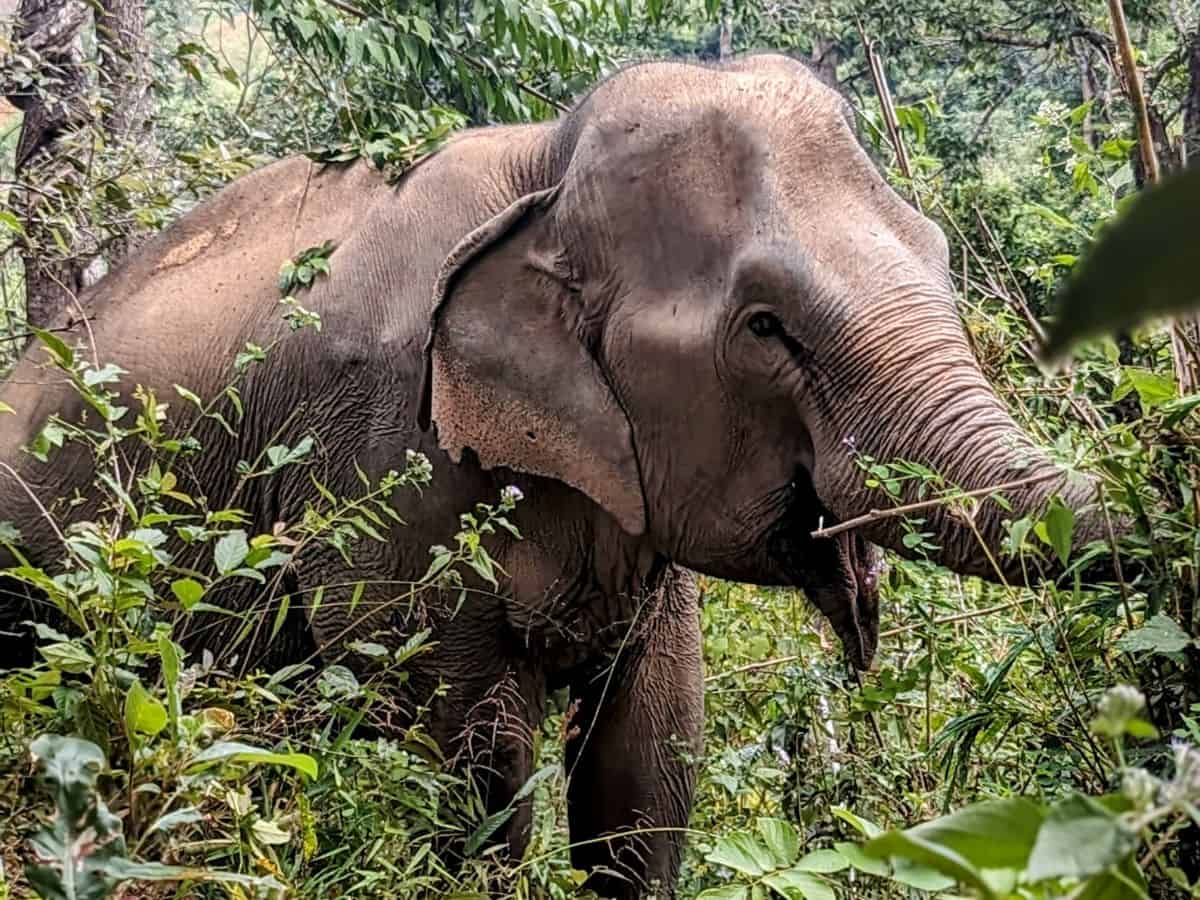 a single elephant eating leaves in the jungle in thailand while living at an ethical elephant sanctuary