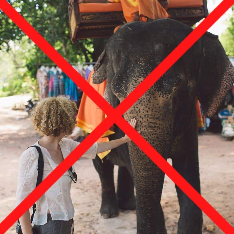 unethical elephant activity in thailand of a woman touching a elephant