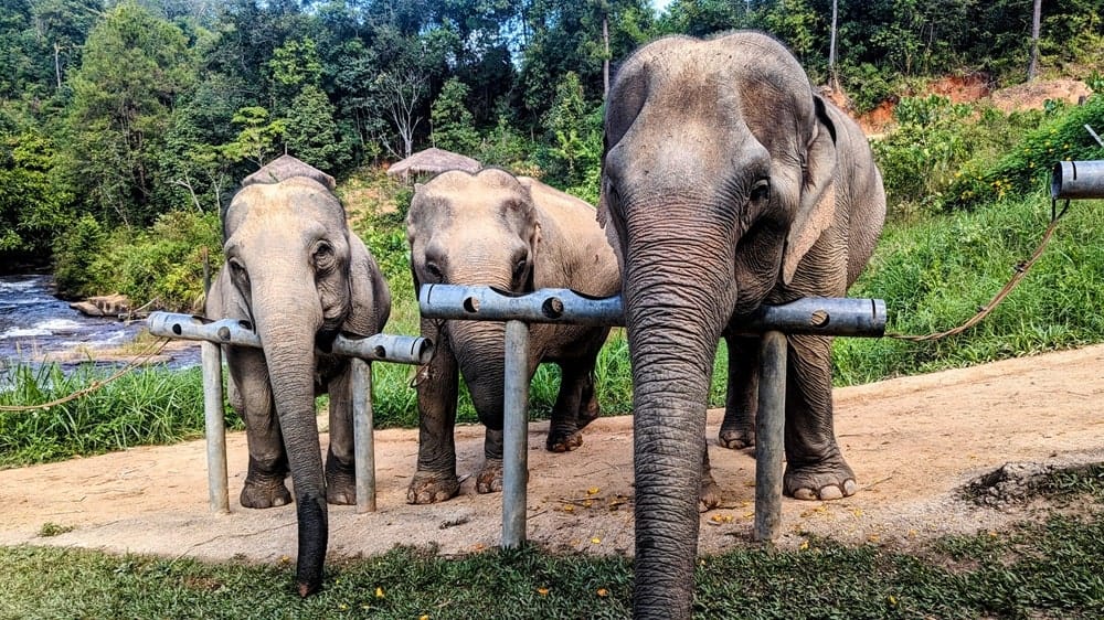 three elephants lined up at a feeding trough waiting for more snacks at changchill in thailand