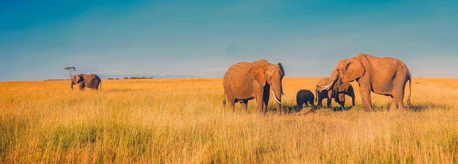 a herd of african elephants standing in the tall grasses in the savannah 