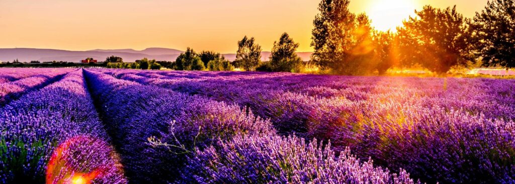 bright purple lavender field under the setting sun in france