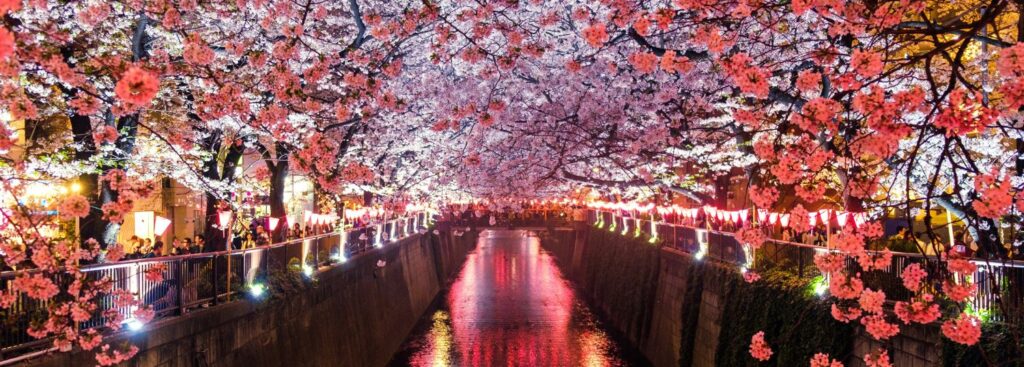 pink cherry blossoms dimly lit along a canal at nighttime in japan