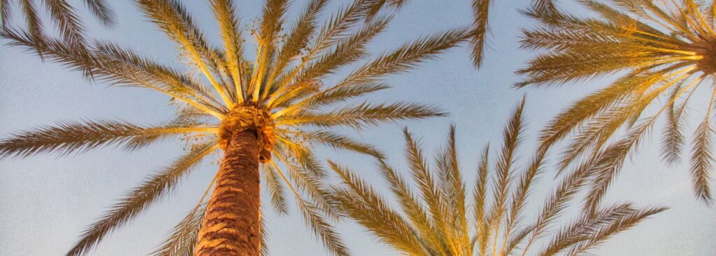 upward shot of two large palm trees with a blue sky background