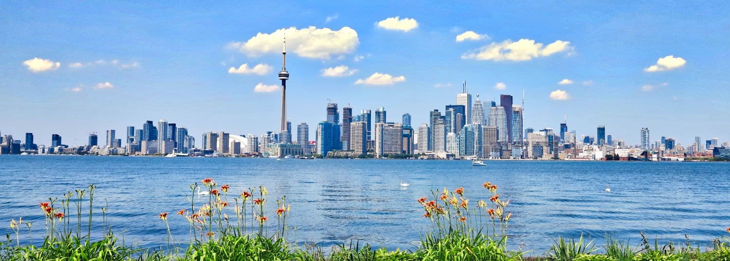 toronto skyline from across the water with pretty flowers in the foreground 