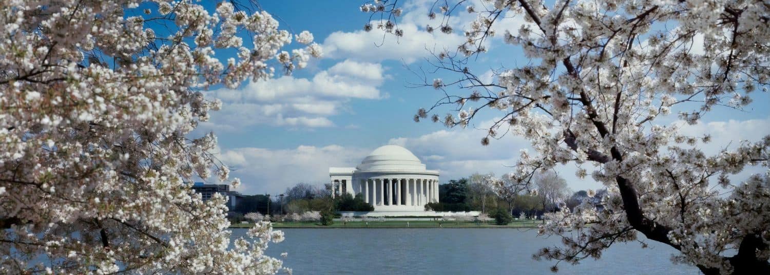 the thomas jefferson memorial in the springtime surrounded by cherry blossoms in washington dc