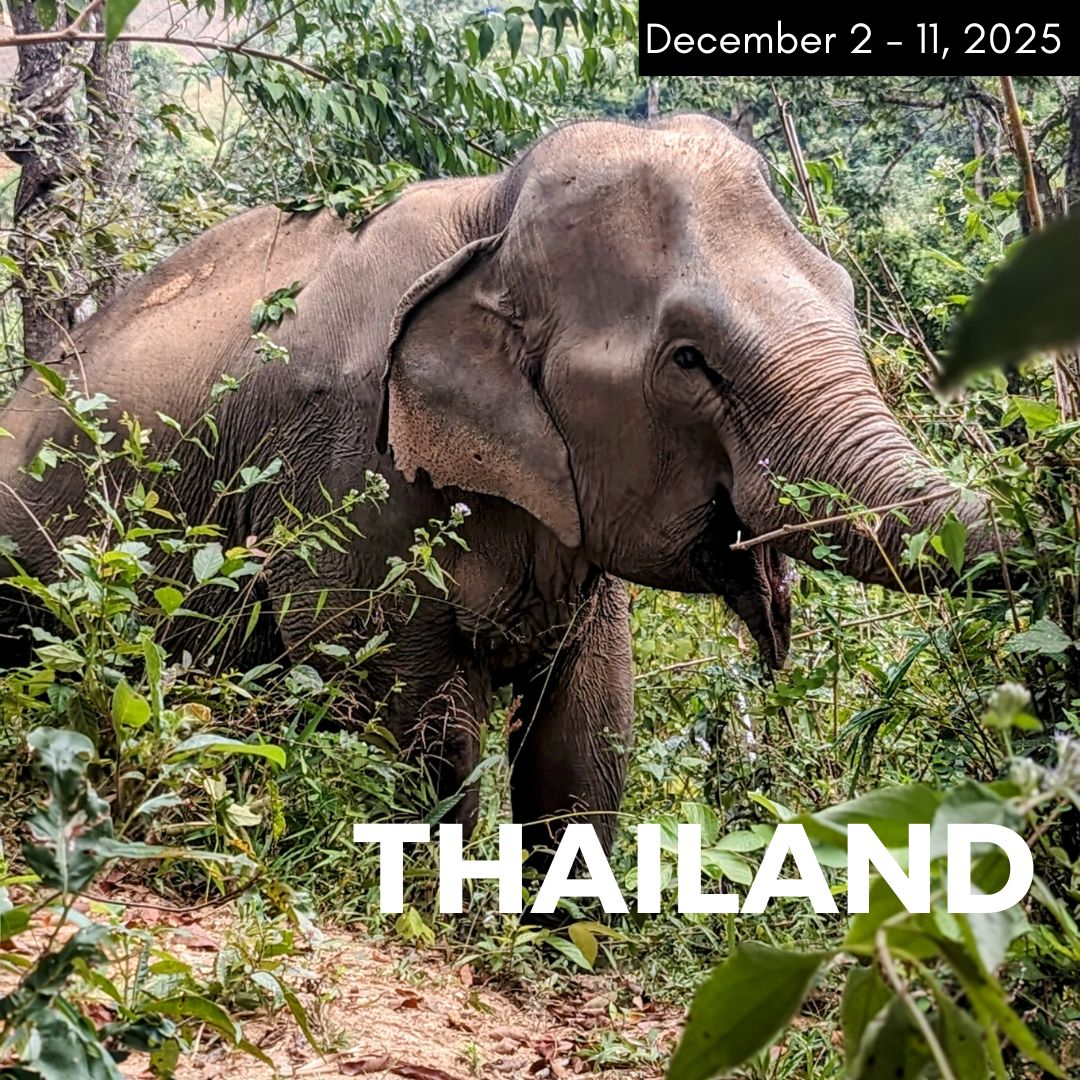 a single gray elephant in the middle of the lush jungle in thailand