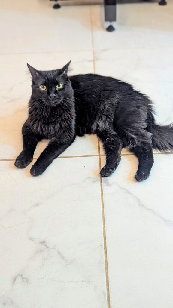 a small fluffy black kitty laying on a white tile floor at coraje vegan in medellin
