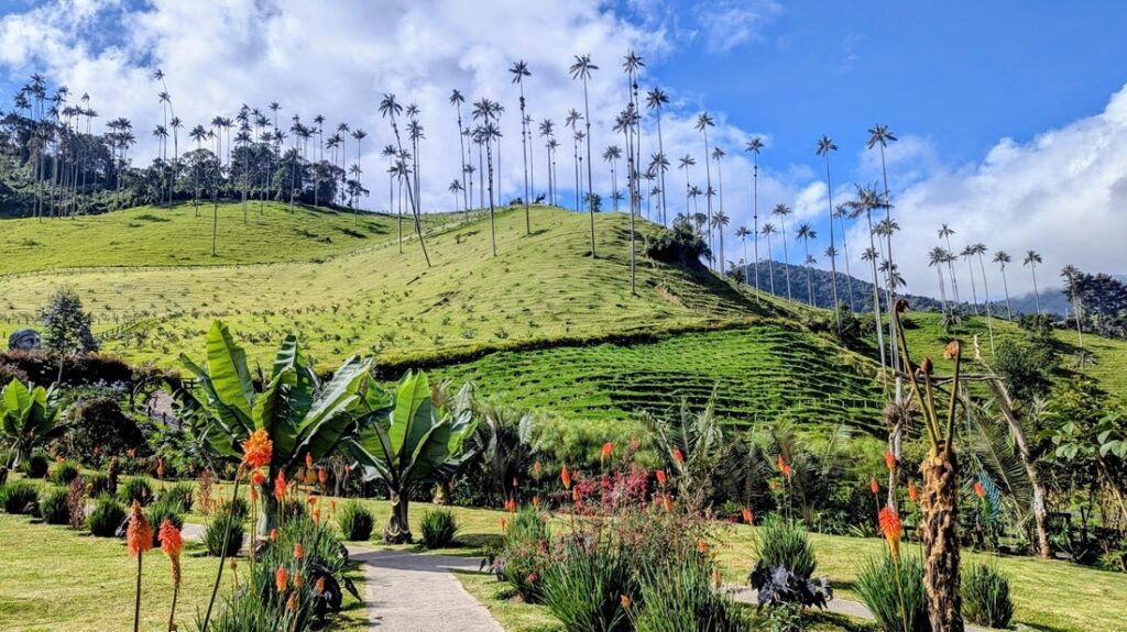 beautiful, lush, green corcoa valley with tall wax palm trees and flowers on a sunny day with blue skies in colombia