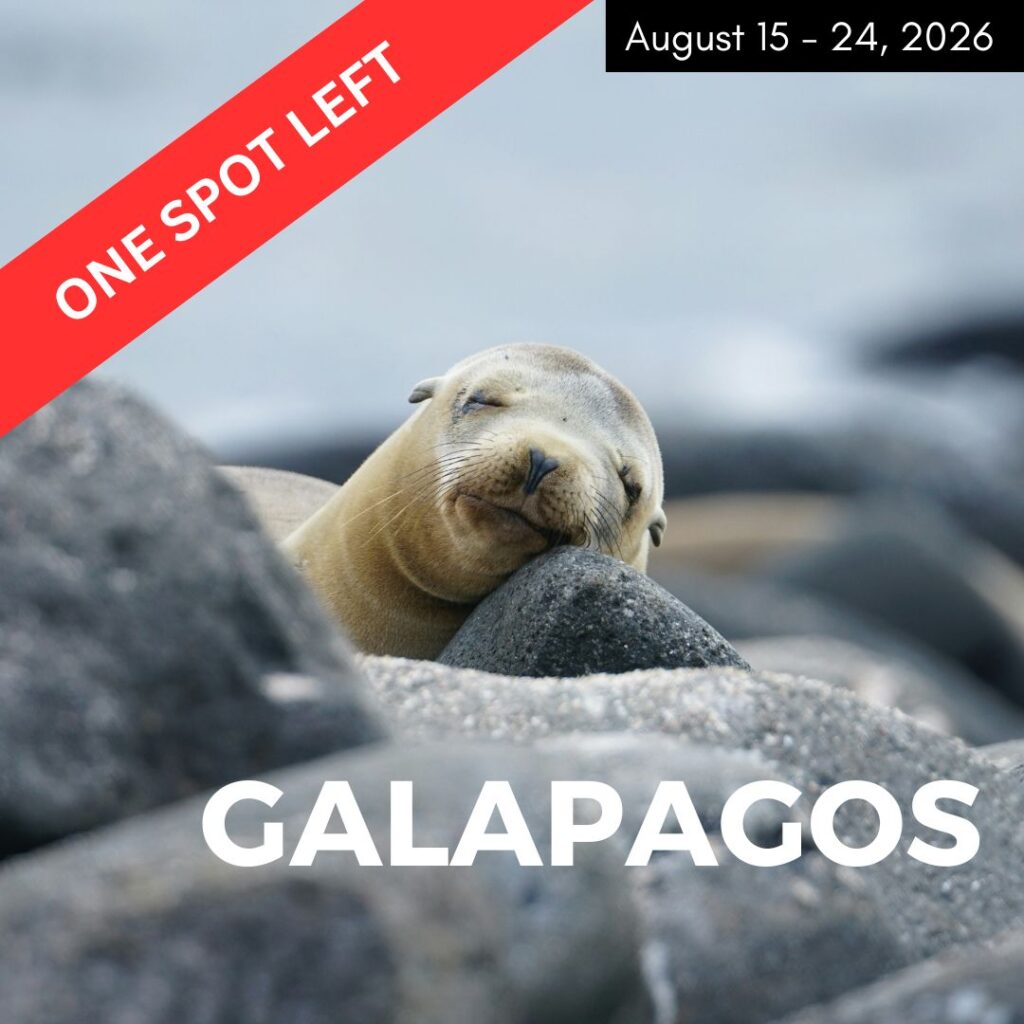 sleeping seal on rocks in the galapagos used to promote a vegan tour